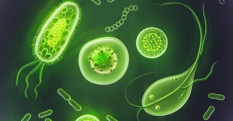 Parasite Biology MCQs