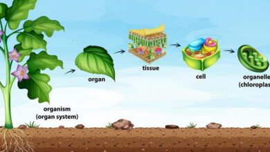 Plant Taxonomy MCQs