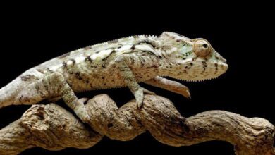 Reptile Anatomy MCQs