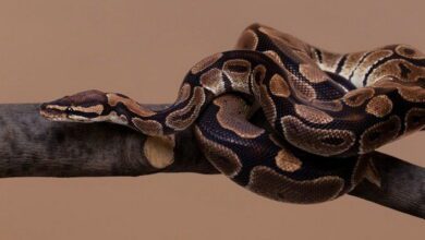 Reptile Physiology MCQs