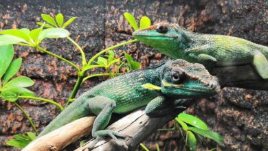 Reptile and Amphibian Ecology MCQs