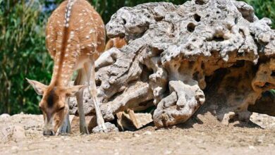 Vertebrate Zoology MCQs