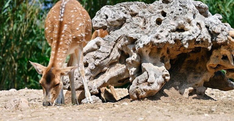 Vertebrate Zoology MCQs