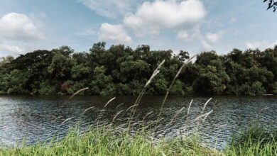 Wetland Ecology MCQs