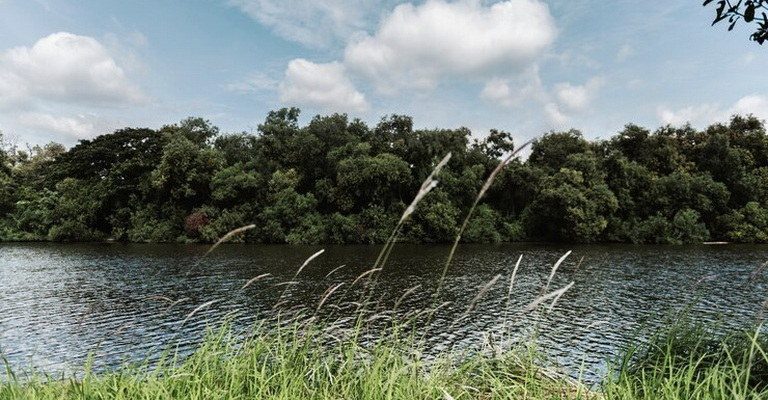 Wetland Ecology MCQs