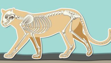 Animal Anatomy and Morphology MCQs