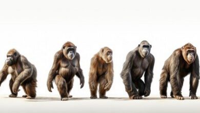 Evolutionary Biology MCQs