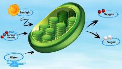 Gaseous Exchange MCQs