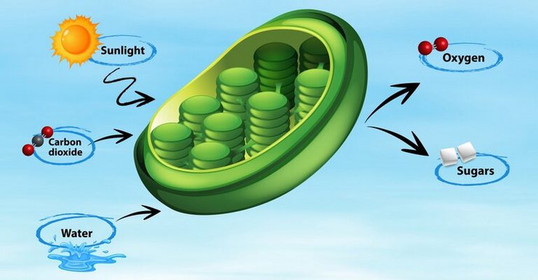 Gaseous Exchange MCQs