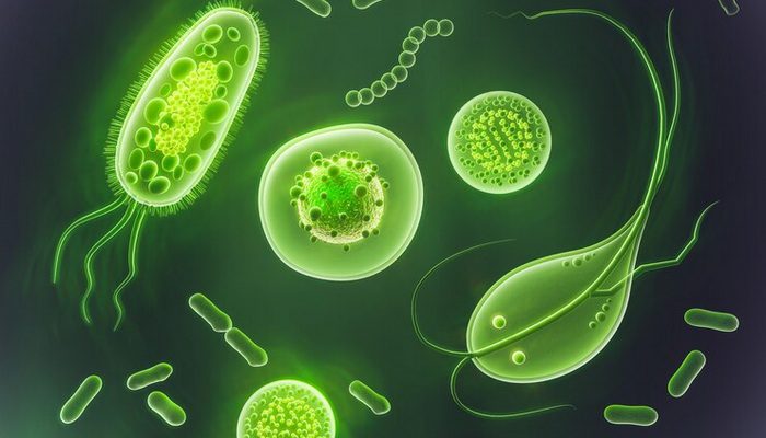 General Mechanism of Enzymes MCQs