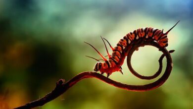 Invertebrate Biology MCQs