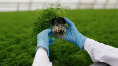 Plant Genetics and Breeding MCQs