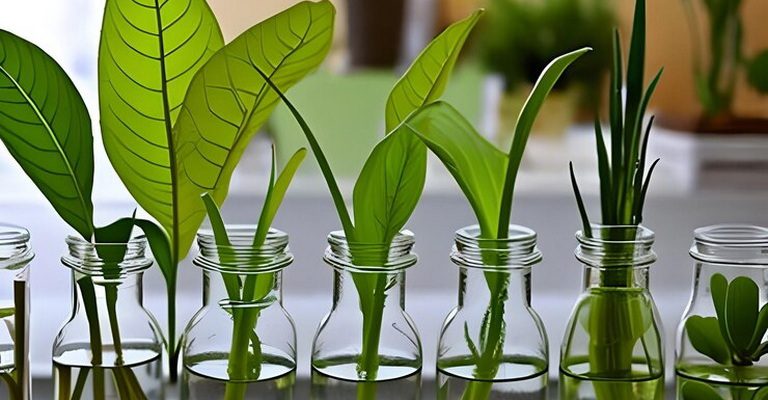 Plant Physiology and Biochemistry MCQs