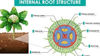 Structural Biology MCQs