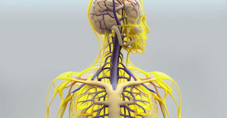 Peripheral Nervous System MCQs